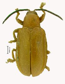   Hispodonta  habitus. 